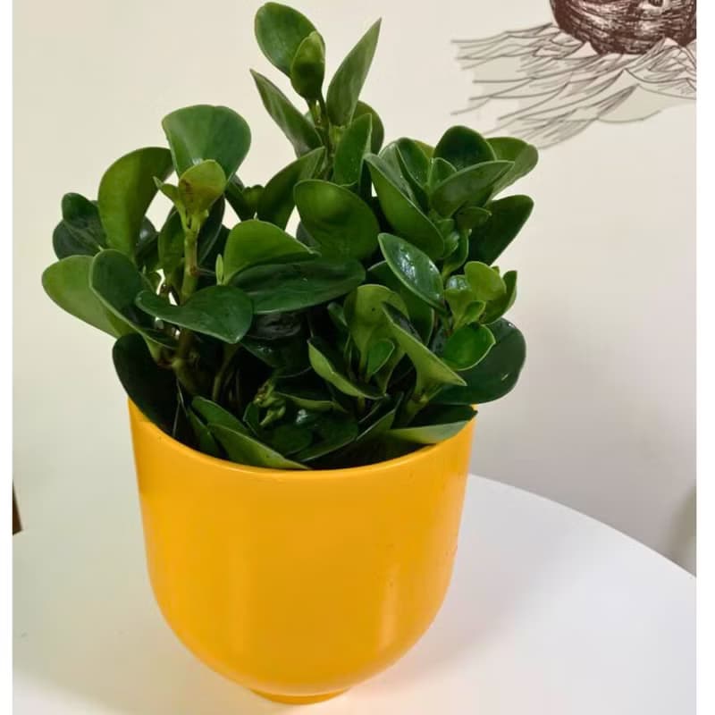 水培植栽│ 大小盆圓葉椒草_招財納福 圓葉金錢樹 室內植物