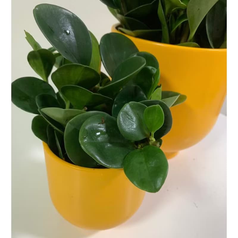 水培植栽│ 大小盆圓葉椒草_招財納福 圓葉金錢樹 室內植物