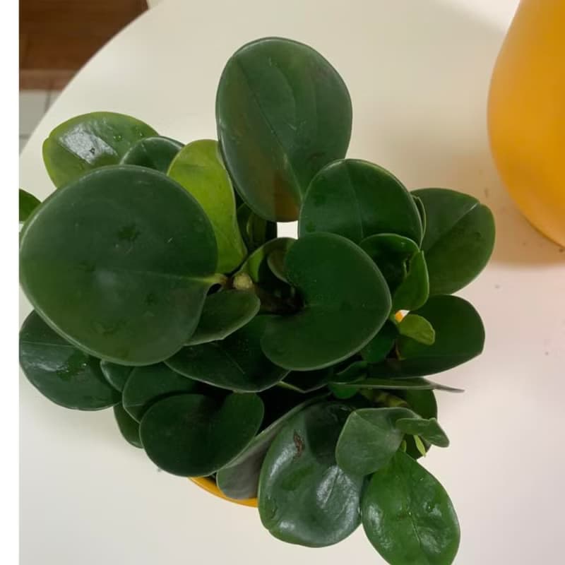水培植栽│ 大小盆圓葉椒草_招財納福 圓葉金錢樹 室內植物