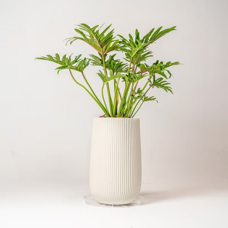 秀船蔓綠絨 直條紋湛白高盆 落地盆栽禮 北歐極簡 植栽 辦公室