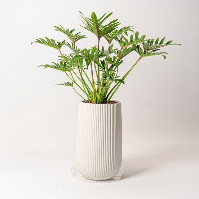 秀船蔓綠絨 直條紋湛白高盆 落地盆栽禮 北歐極簡 植栽 辦公室