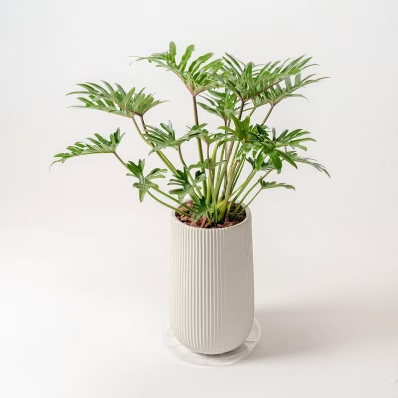 秀船蔓綠絨 直條紋湛白高盆 落地盆栽禮 北歐極簡 植栽 辦公室