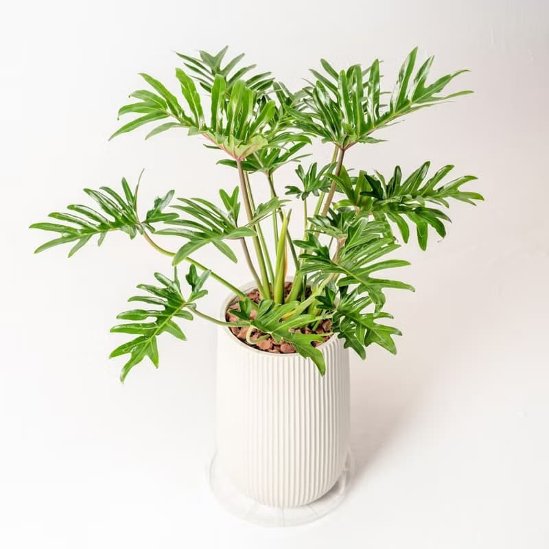 秀船蔓綠絨 直條紋湛白高盆 落地盆栽禮 北歐極簡 植栽 辦公室