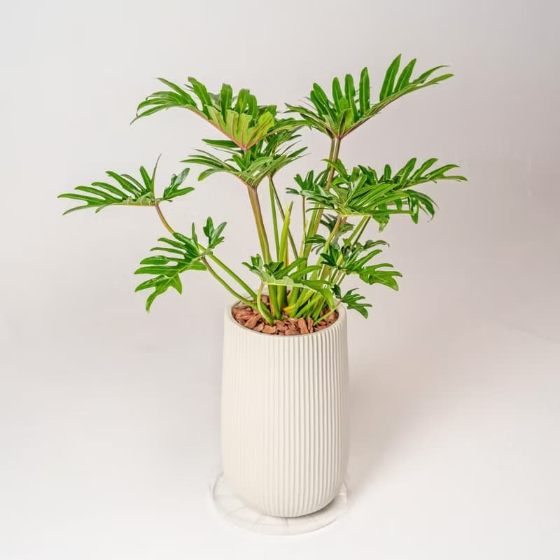 秀船蔓綠絨 直條紋湛白高盆 落地盆栽禮 北歐極簡 植栽 辦公室