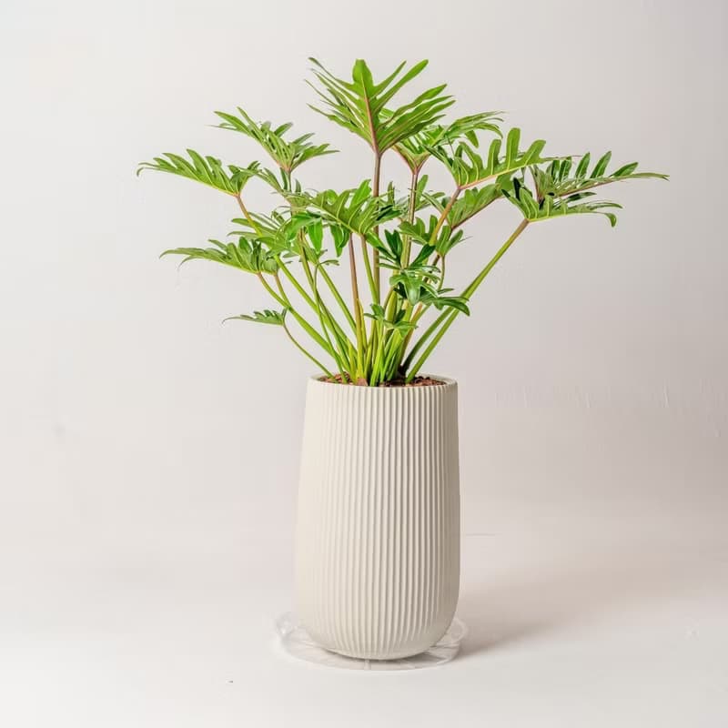 秀船蔓綠絨 直條紋湛白高盆 落地盆栽禮 北歐極簡 植栽 辦公室