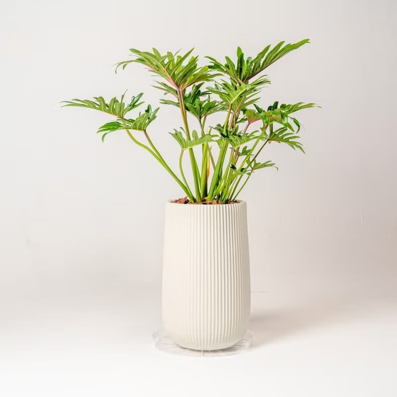 秀船蔓綠絨 直條紋湛白高盆 落地盆栽禮 北歐極簡 植栽 辦公室