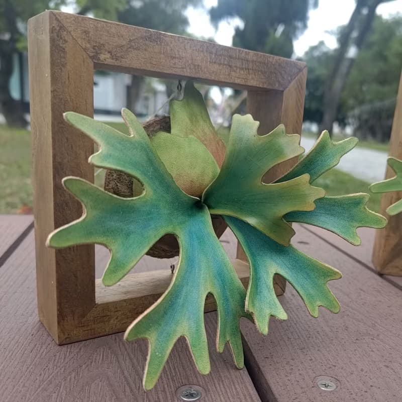 P. willinckii dwarf 侏儒爪哇 鹿角蕨 皮革工藝