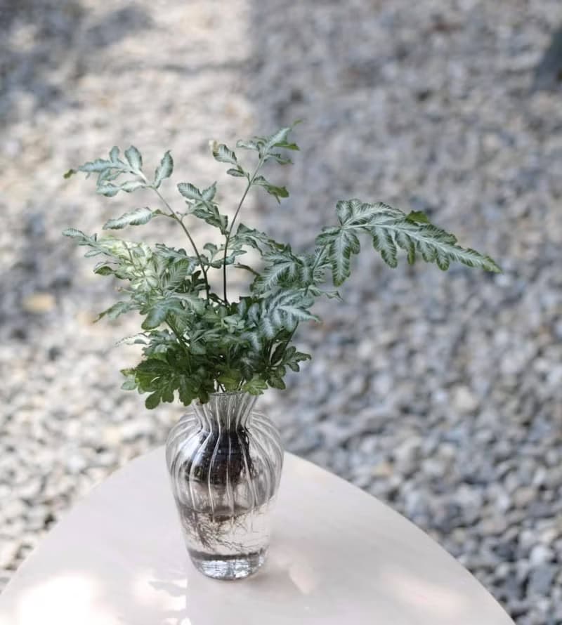 水培植栽│銀脈鳳尾蕨_室內植物 辦公室盆栽  店內擺設