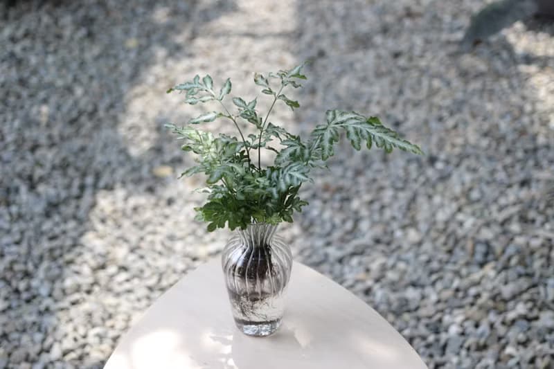 水培植栽│銀脈鳳尾蕨_室內植物 辦公室盆栽  店內擺設