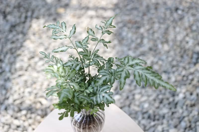 水培植栽│銀脈鳳尾蕨_室內植物 辦公室盆栽  店內擺設