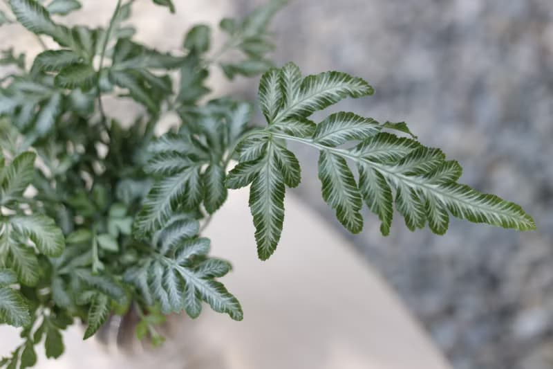 水培植栽│銀脈鳳尾蕨_室內植物 辦公室盆栽  店內擺設