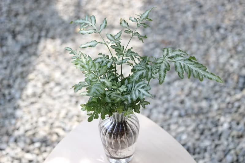 水培植栽│銀脈鳳尾蕨_室內植物 辦公室盆栽  店內擺設