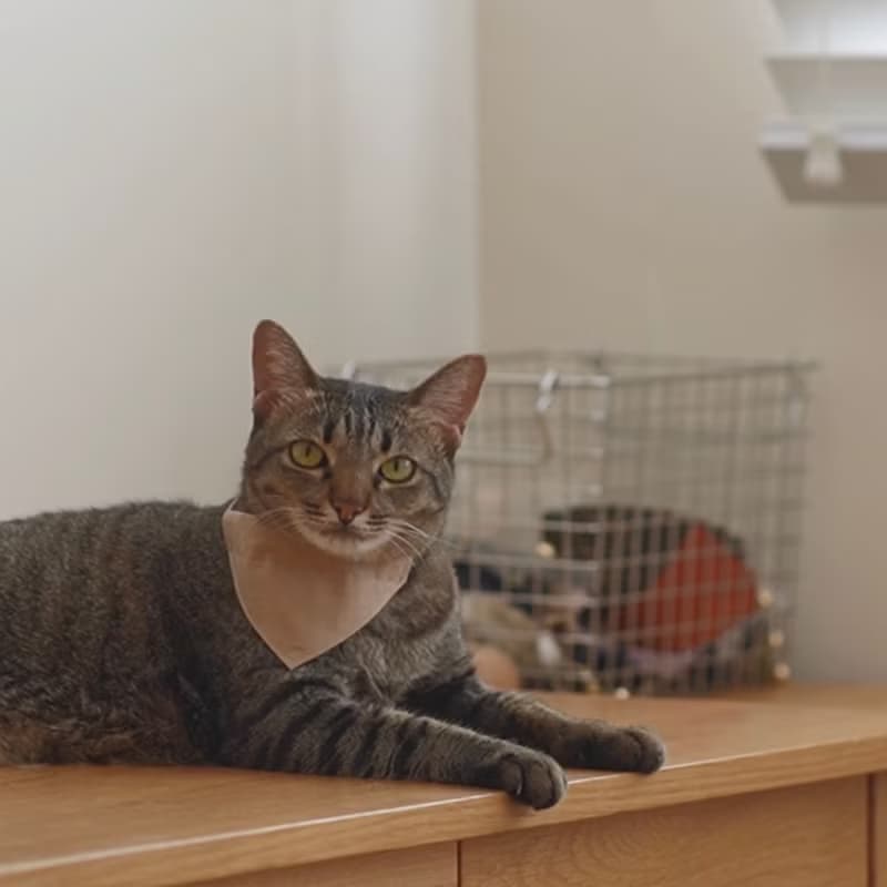 簡約手工定制貓項圈 Khaki Brown Bandana Breakaway Cat Collar