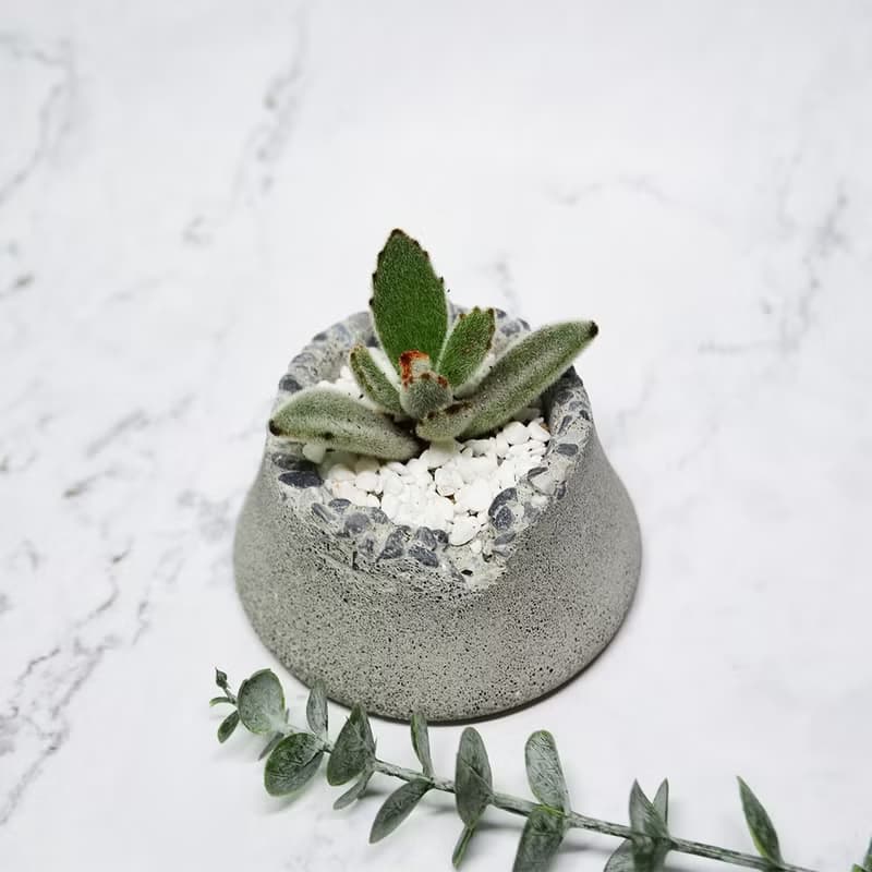 ∣萌寵月兔耳富士山泥盆植栽∣手作泥盆造型植栽/接單訂製