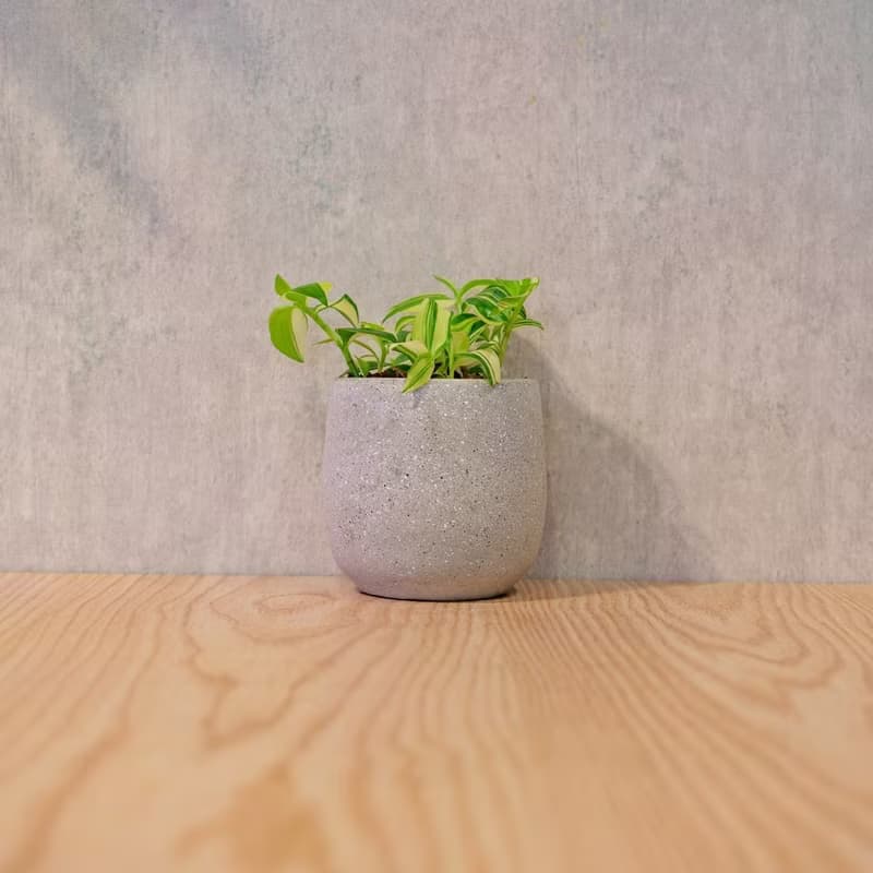 水竹 桌上型水泥盆栽 觀葉植物 禮物 盆栽 交換禮物 植物
