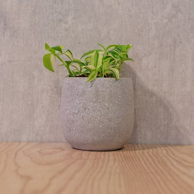 水竹 桌上型水泥盆栽 觀葉植物 禮物 盆栽 交換禮物 植物