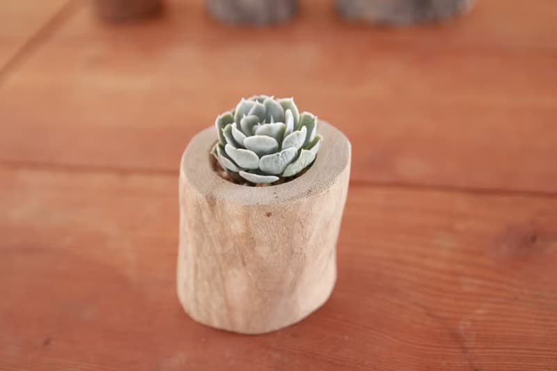 【台灣樟木】多肉植物 原木花盆1-吋-去皮-無上油