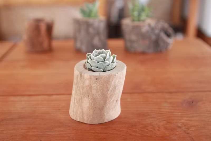 【台灣樟木】多肉植物 原木花盆1-吋-去皮-無上油