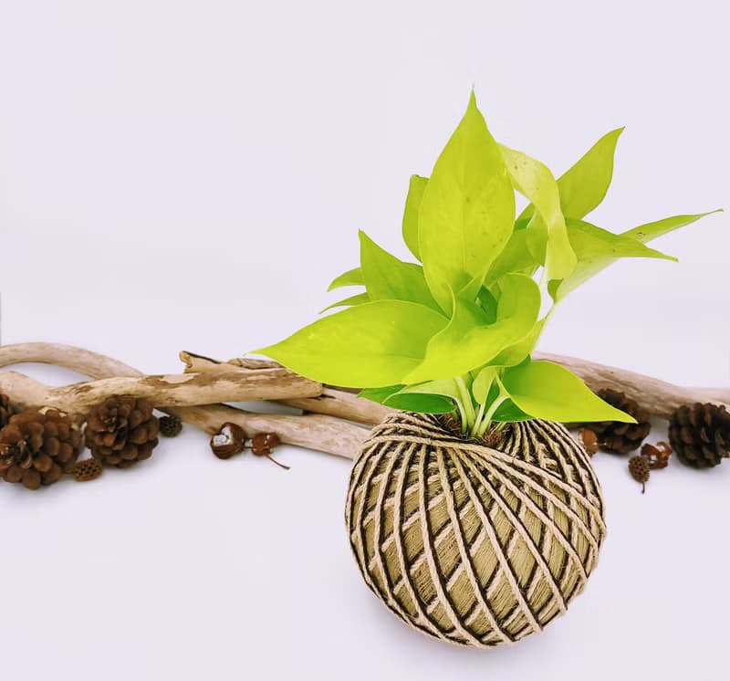 萊姆黃金葛苔球│板植│室內植物│窗邊植物│觀葉植物