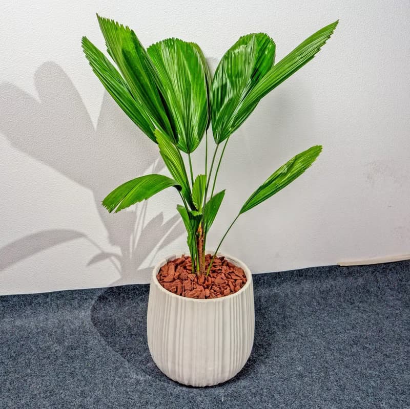 圓扇蒲葵白條紋水泥盆栽 開幕盆栽推薦