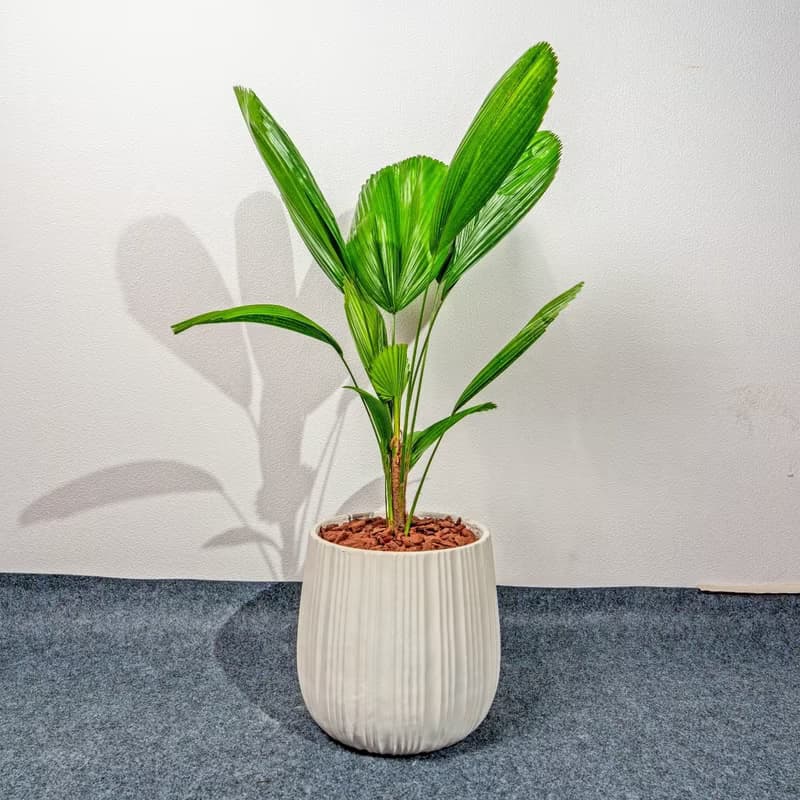 圓扇蒲葵白條紋水泥盆栽 開幕盆栽推薦