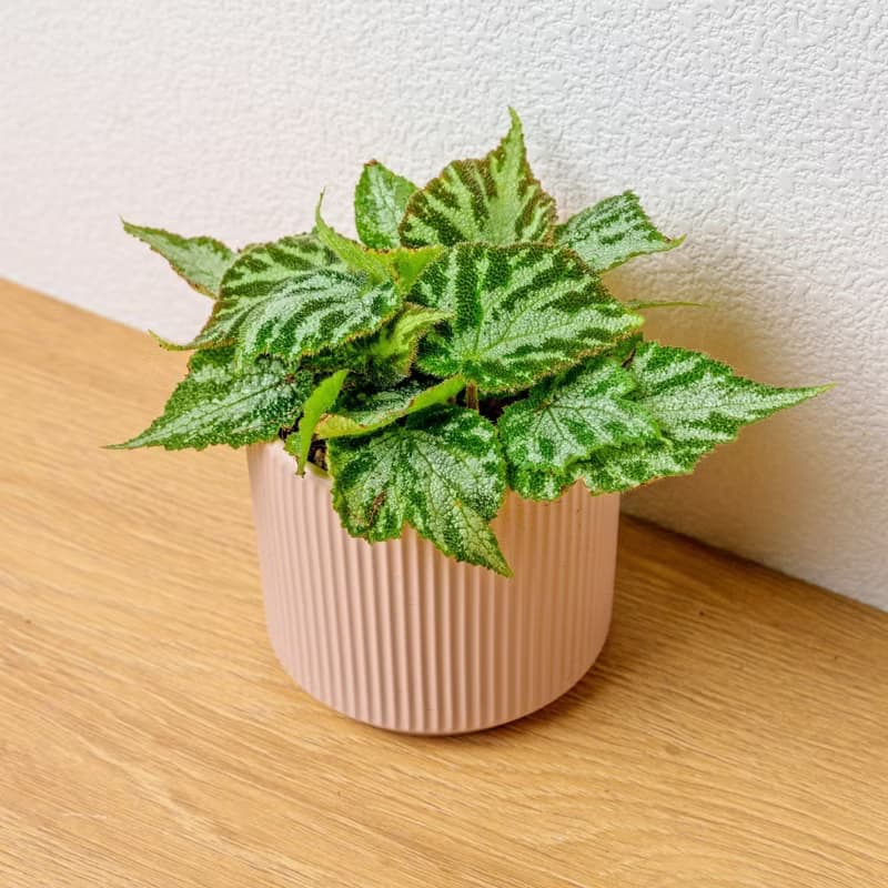 地氈海棠 莫蘭迪色系直紋陶盆 室內植物 觀葉植物 禮物 盆栽