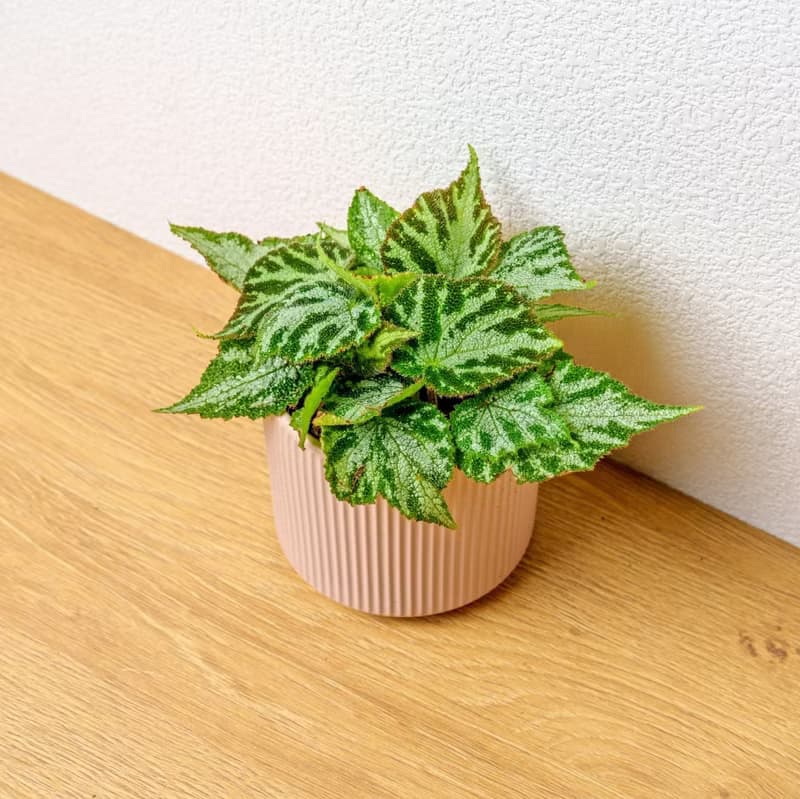 地氈海棠 莫蘭迪色系直紋陶盆 室內植物 觀葉植物 禮物 盆栽