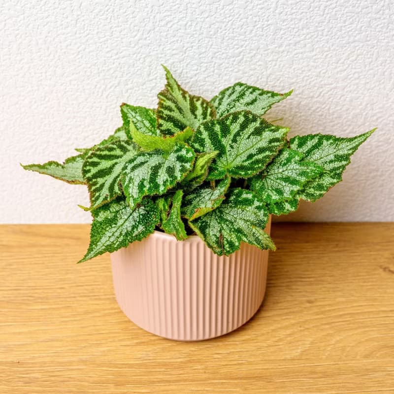 地氈海棠 莫蘭迪色系直紋陶盆 室內植物 觀葉植物 禮物 盆栽