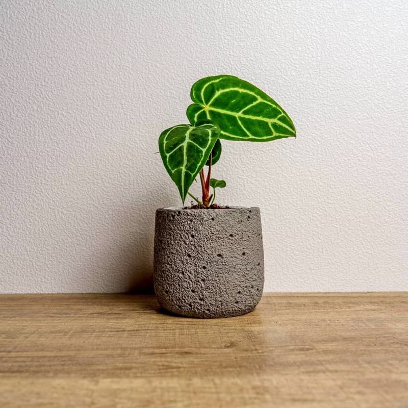 黑水晶花燭懶人盆栽加圓點灰小水泥盆 套盆 開幕盆栽推薦 桌上盆