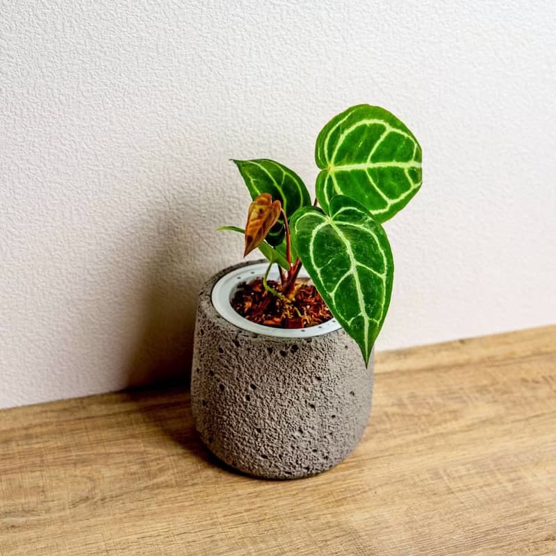 黑水晶花燭懶人盆栽加圓點灰小水泥盆 套盆 開幕盆栽推薦 桌上盆