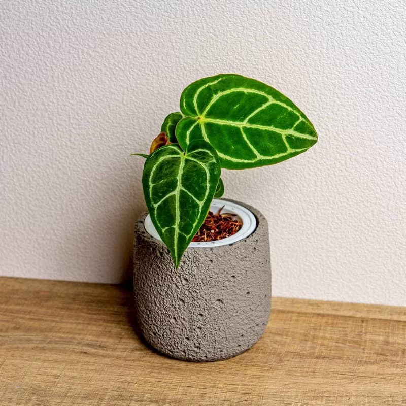 黑水晶花燭懶人盆栽加圓點灰小水泥盆 套盆 開幕盆栽推薦 桌上盆