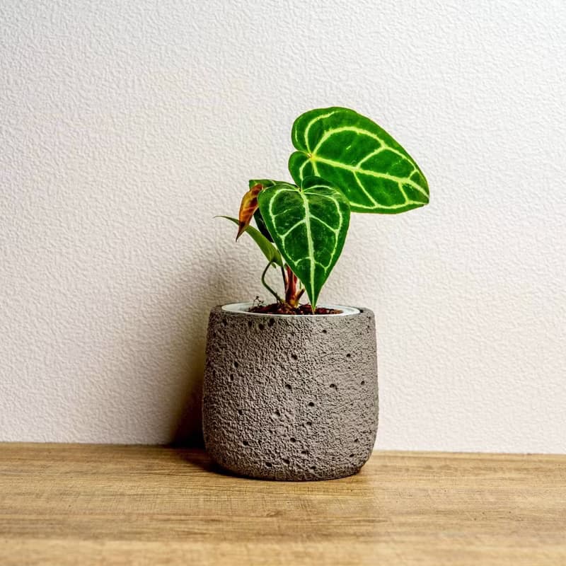 黑水晶花燭懶人盆栽加圓點灰小水泥盆 套盆 開幕盆栽推薦 桌上盆