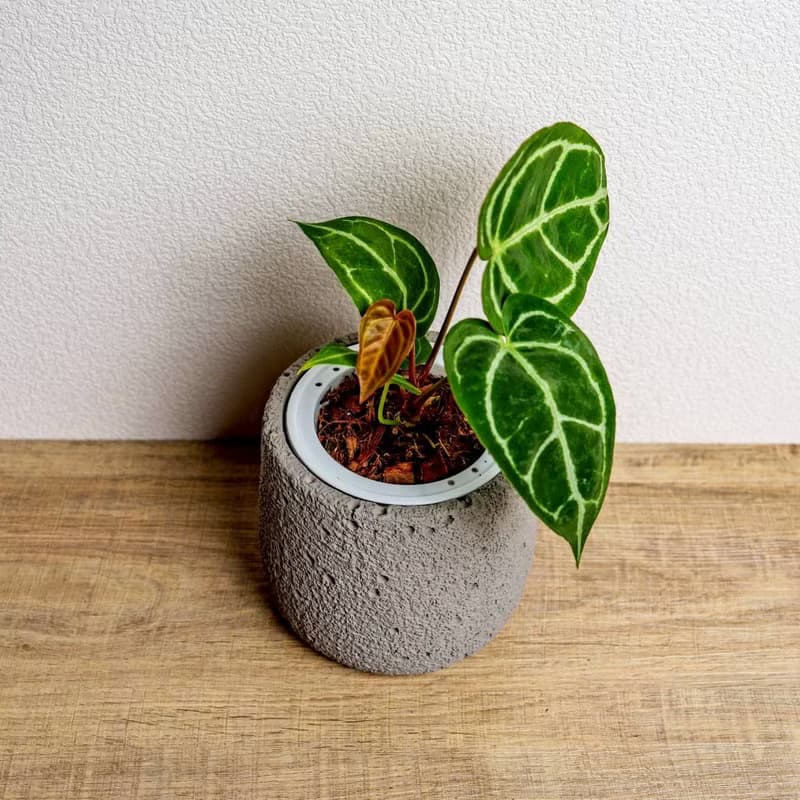 黑水晶花燭懶人盆栽加圓點灰小水泥盆 套盆 開幕盆栽推薦 桌上盆