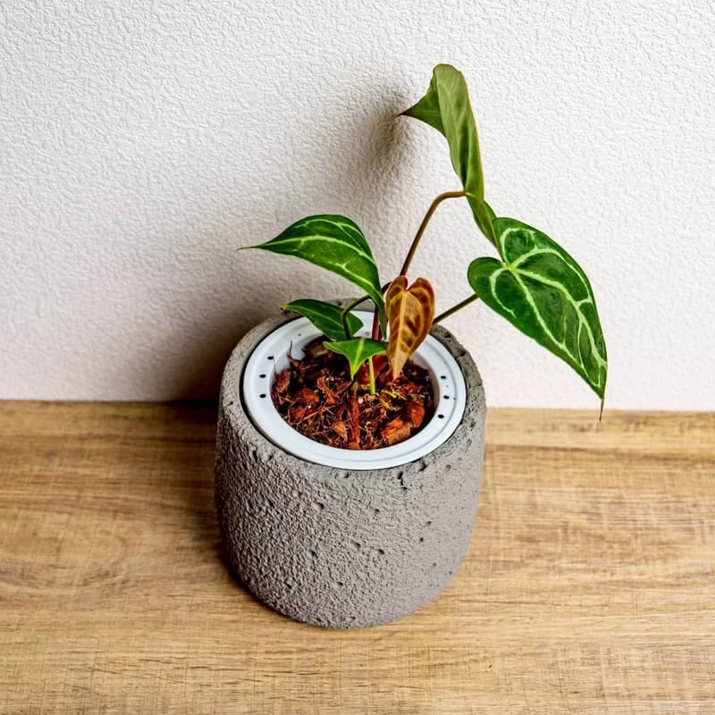 黑水晶花燭懶人盆栽加圓點灰小水泥盆 套盆 開幕盆栽推薦 桌上盆