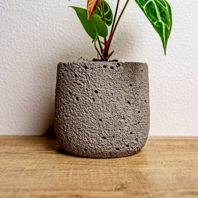 黑水晶花燭懶人盆栽加圓點灰小水泥盆 套盆 開幕盆栽推薦 桌上盆