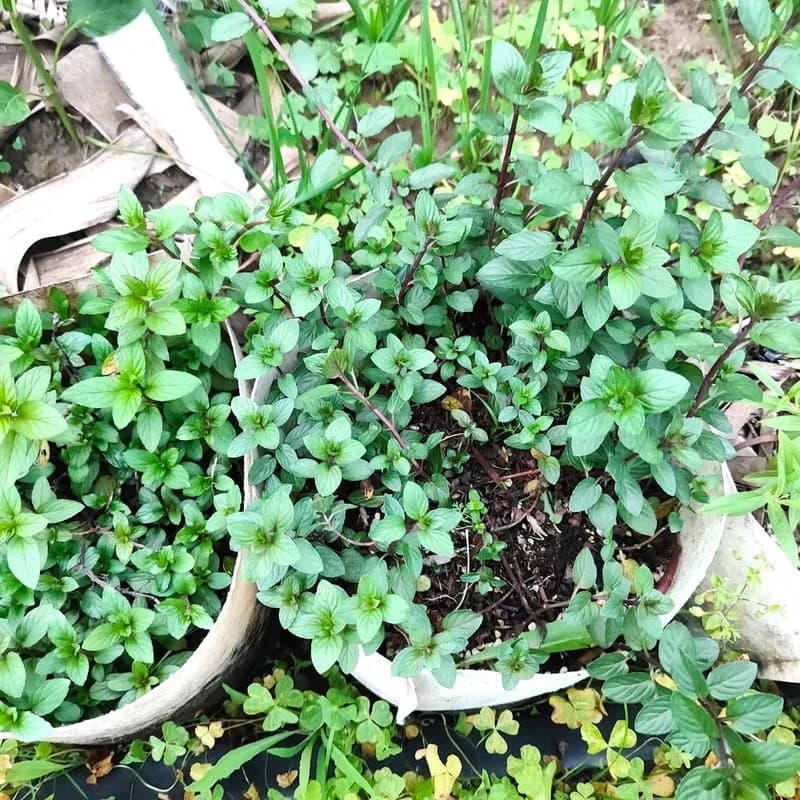 檸檬馬鞭花茶包-農園4種香草-檸檬馬鞭+玫瑰天竺葵+馬鬱蘭+胡椒薄