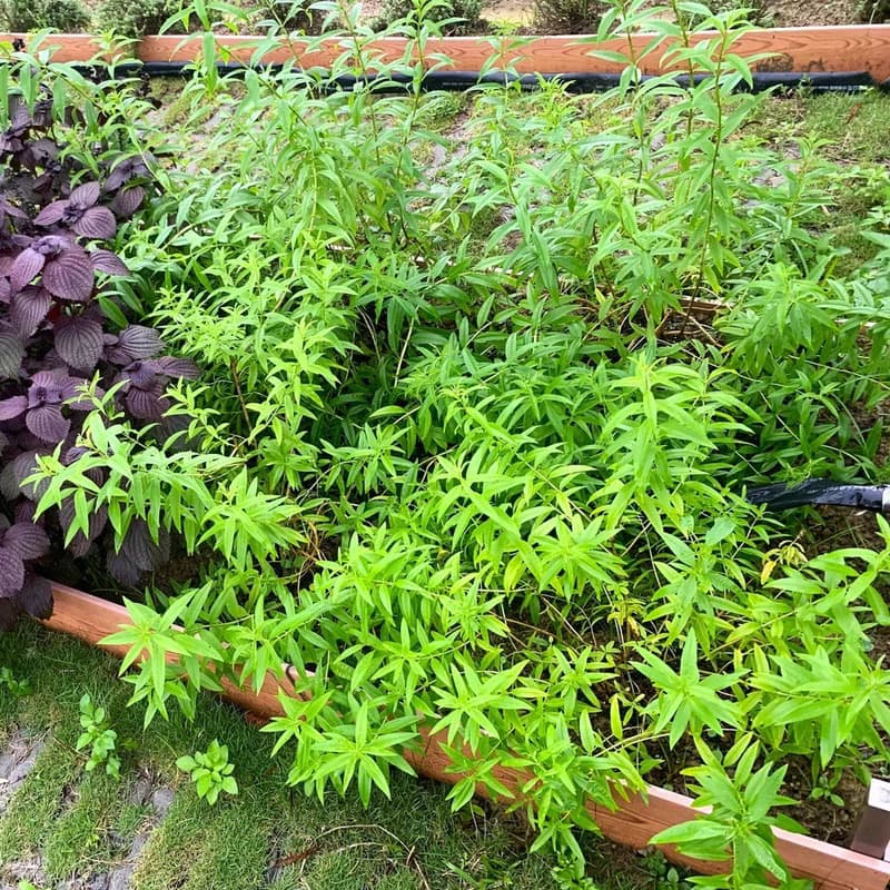 檸檬馬鞭花茶包-農園4種香草-檸檬馬鞭+玫瑰天竺葵+馬鬱蘭+胡椒薄