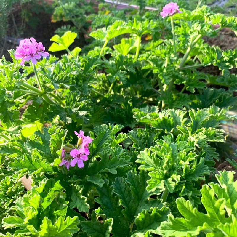 檸檬馬鞭花茶包-農園4種香草-檸檬馬鞭+玫瑰天竺葵+馬鬱蘭+胡椒薄