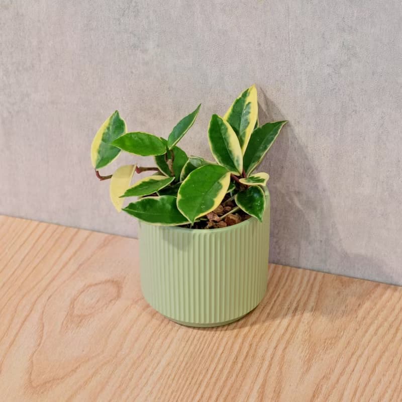 斑葉毬蘭 莫蘭迪色系直紋陶盆 室內植物 觀葉植物 禮物 盆栽