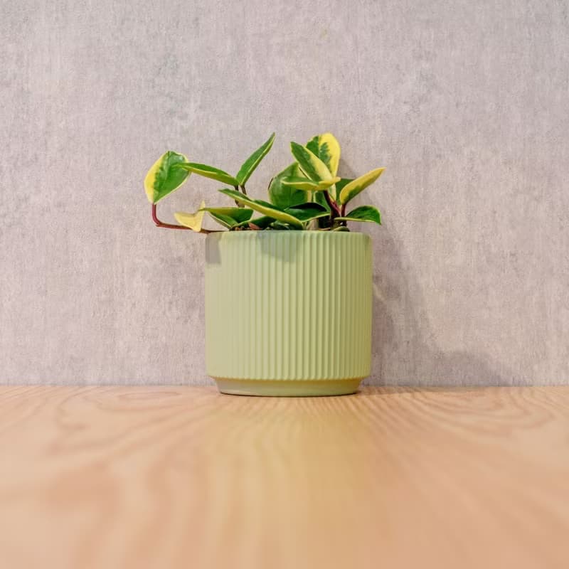 斑葉毬蘭 莫蘭迪色系直紋陶盆 室內植物 觀葉植物 禮物 盆栽