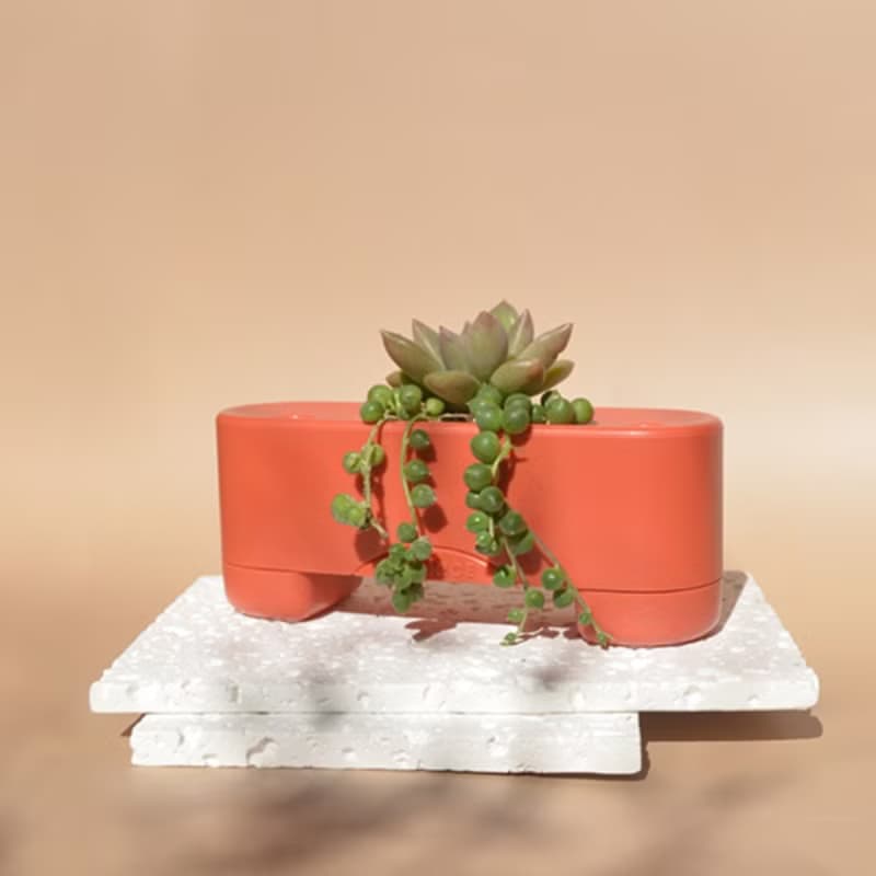 【有栽盆一入組-楓紅】Fornice楓來詩