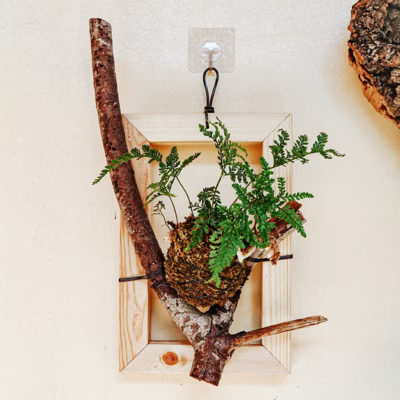 【樹枝上的兔腳蕨苔球】 質感畫框/ 室內植物