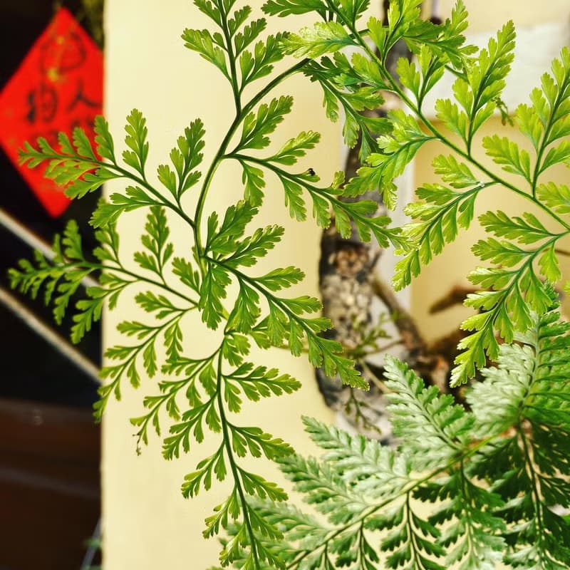 【樹枝上的兔腳蕨苔球】 質感畫框/ 室內植物