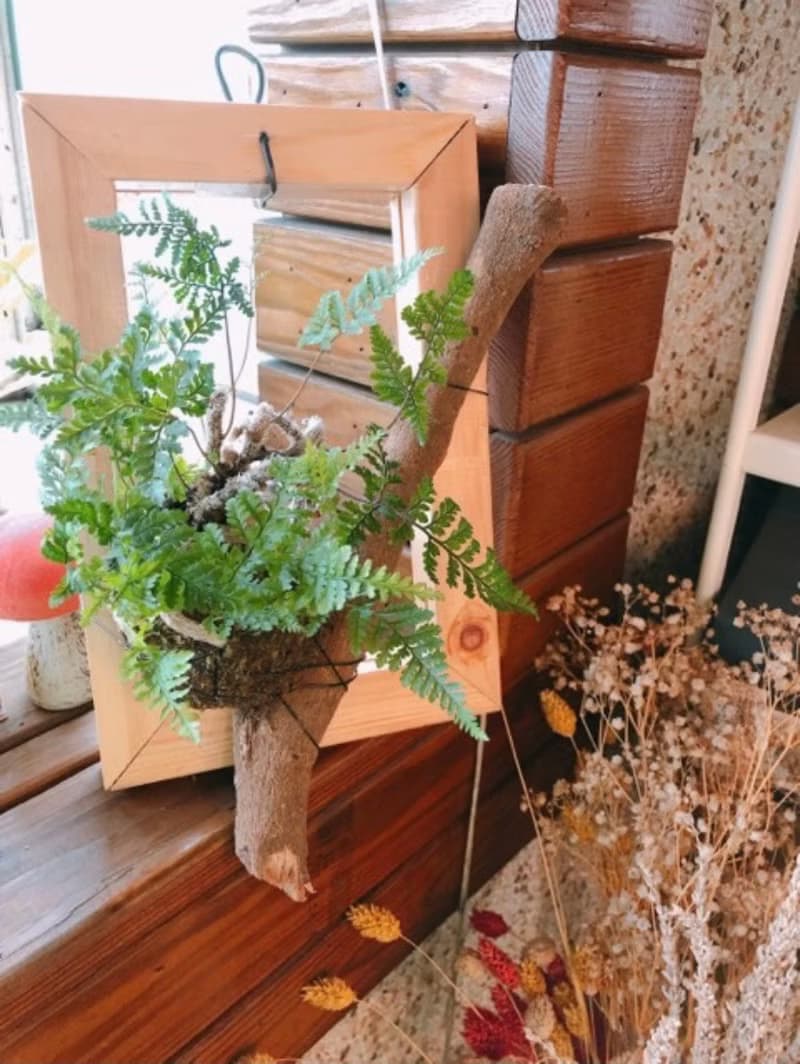 【樹枝上的兔腳蕨苔球】 質感畫框/ 室內植物