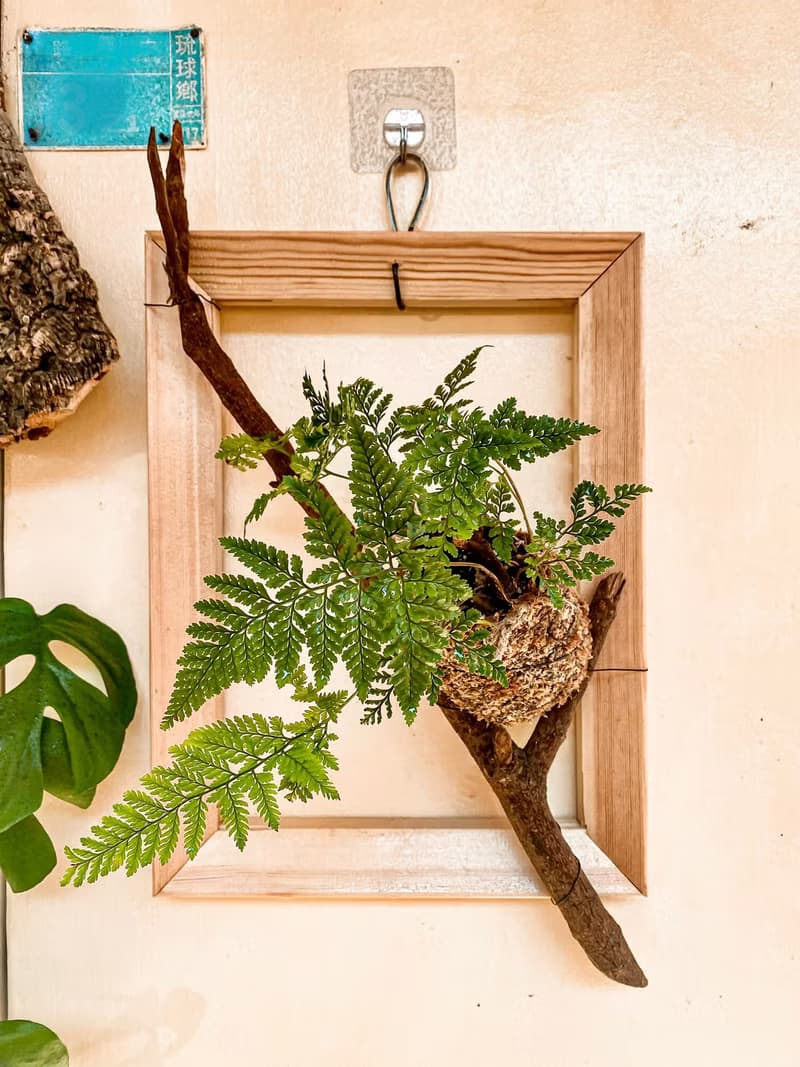 【樹枝上的兔腳蕨苔球】 質感畫框/ 室內植物