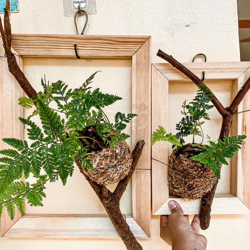 【樹枝上的兔腳蕨苔球】 質感畫框/ 室內植物