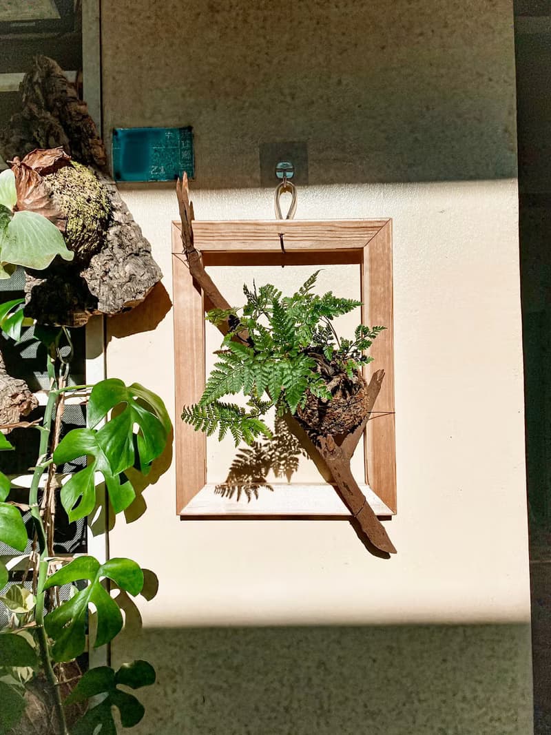 【樹枝上的兔腳蕨苔球】 質感畫框/ 室內植物