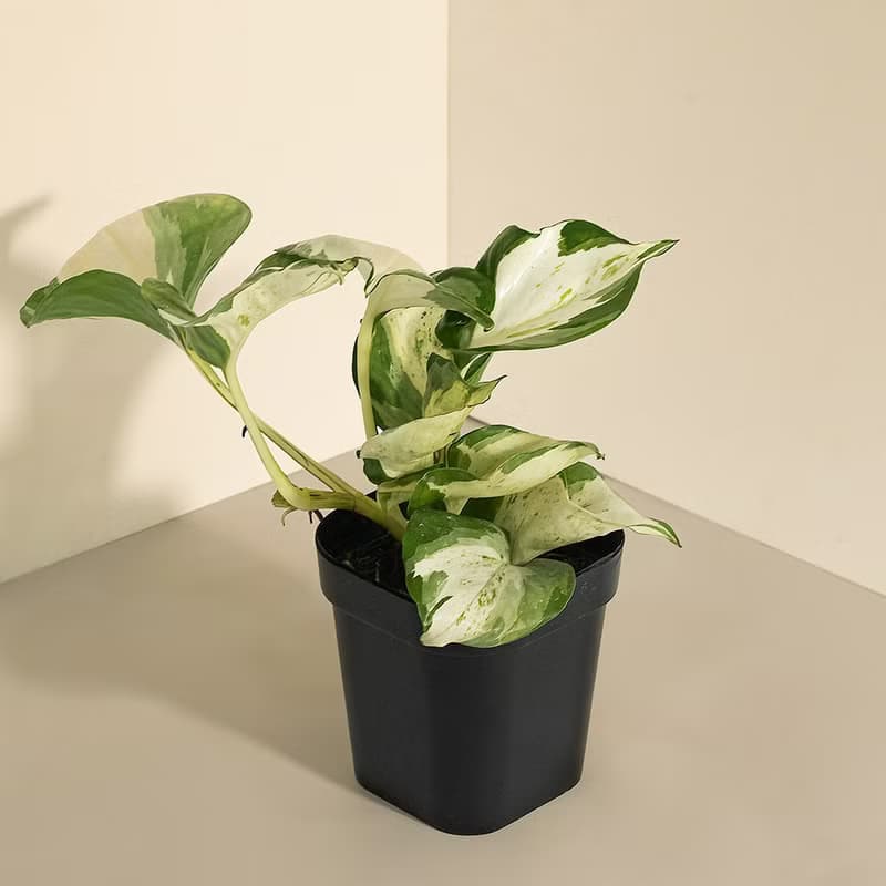 白泉黃金葛 Epipremnum aureum 'Manjula'
