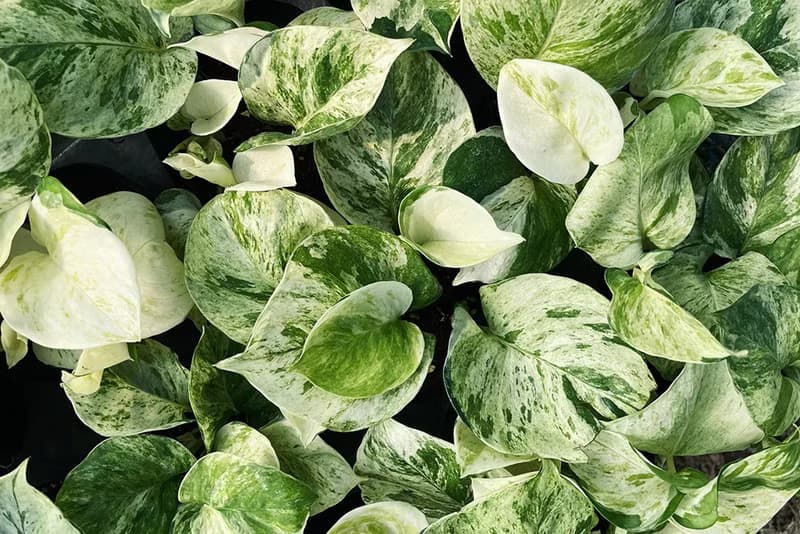 白泉黃金葛 Epipremnum aureum 'Manjula'