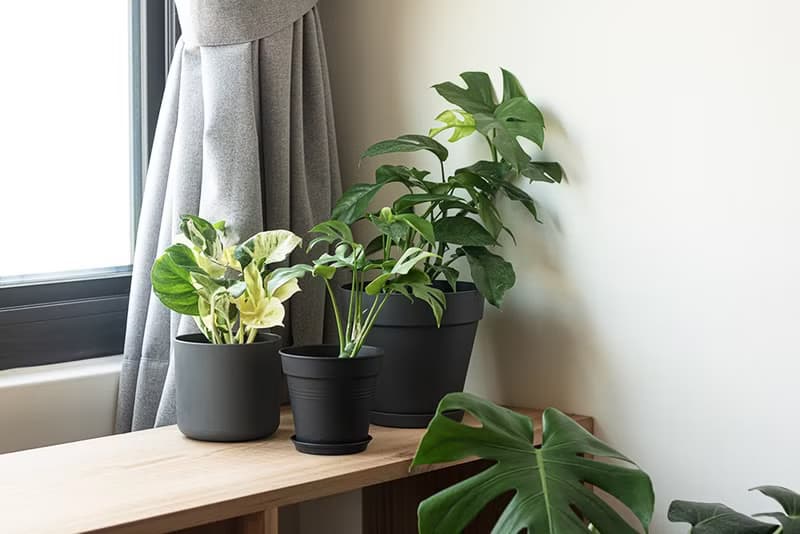 白泉黃金葛 Epipremnum aureum 'Manjula'